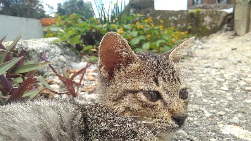 Jual kucing lucu